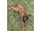 Adopt Paisley a Brindle Labrador Retriever / Pit Bull Terrier / Mixed dog in