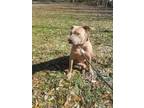Adopt Queen a Tan/Yellow/Fawn Pit Bull Terrier / Mixed dog in Tioga