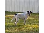 Adopt Duke a White - with Black Australian Cattle Dog / Blue Heeler / Mixed dog