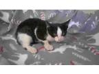 Adopt Eightball a Black & White or Tuxedo Domestic Shorthair (short coat) cat in
