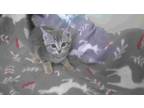 Adopt Paw Revere a Gray, Blue or Silver Tabby Domestic Shorthair (short coat)