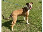 Adopt Sammy a Red/Golden/Orange/Chestnut - with White Hound (Unknown Type) /