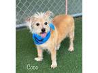Adopt Coco a Tan/Yellow/Fawn - with White Terrier (Unknown Type