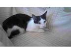 Adopt Elvira a Black & White or Tuxedo Domestic Shorthair (short coat) cat in