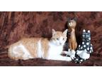 Adopt Scotcharoo a Orange or Red Tabby Domestic Shorthair (short coat) cat in