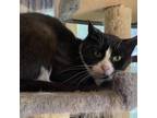 Adopt Asher a All Black Domestic Shorthair / Mixed cat in Sherman, NY (38693923)