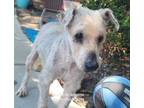 Adopt Toby a Miniature Poodle dog in Phenix City, AL (38693898)