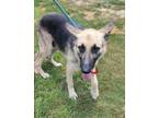 Adopt Hopper a German Shepherd Dog dog in Phenix City, AL (38690627)