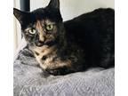 Adopt Marni a Domestic Shorthair / Mixed (short coat) cat in Crystal Lake