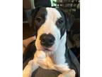 Adopt Callie a Black - with White American Pit Bull Terrier / Mixed dog in