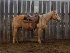 PEACHES â 2018 GRADE Quarter Horse Palomino Mare! Go to