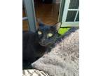 Adopt Shadow a All Black Burmese (short coat) cat in Los Angeles, CA (38693710)