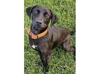 Adopt LIA a Black Labrador Retriever / Shepherd (Unknown Type) / Mixed dog in