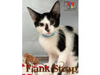 Adopt Flank Strap a White Domestic Longhair / Domestic Shorthair / Mixed cat in