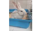 Adopt White Rabbit a White American / Mixed rabbit in Violet, LA (38693585)