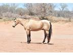 PRETTY EYE MOLO KI â 2014 AQHA Buckskin Gelding x Ki Two Eyed x Two Eyed