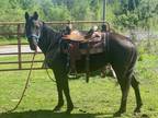 ZIPPY BLACK â 2016 GRADE Quarter Horse Black Mare! Go to