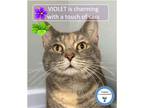 Adopt Violet a Tortoiseshell Domestic Shorthair (short coat) cat in Cincinnati