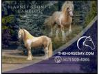 Meet Camelot Palomino Tobiano Registered Gypsy Cob Gelding - Available on