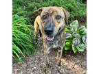 Adopt Dexter a Brindle Retriever (Unknown Type) / Mixed Breed (Medium) / Mixed