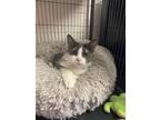 Adopt Kalia a Domestic Shorthair / Mixed (short coat) cat in Bourbonnais