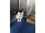 Adopt Salt a Domestic Shorthair / Mixed (short coat) cat in Brownwood