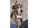 Adopt Tigger a Brindle American Pit Bull Terrier / Mixed dog in Blue Ridge