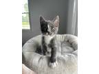 Adopt Mowgli a Gray or Blue (Mostly) Domestic Shorthair (short coat) cat in