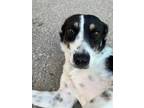 Adopt Sunshine a Black - with White Border Collie / Mixed Breed (Medium) / Mixed