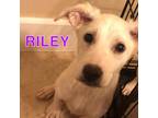 Adopt Riley AA a White - with Tan, Yellow or Fawn Labrador Retriever / Mixed