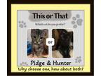 Adopt Pidge & Hunter a Brown Tabby Domestic Shorthair (short coat) cat in Snow