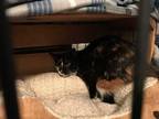 Adopt Scarlett a Domestic Shorthair / Mixed cat in Lyman, SC (38691311)