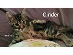 Adopt Cinder a Black (Mostly) Domestic Shorthair / Mixed cat in Elgin