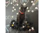 Adopt Bonnie a All Black Domestic Shorthair / Mixed cat in Brawley