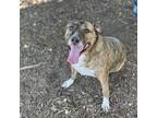 Adopt PENNY LANE a Brown/Chocolate Mixed Breed (Large) / Mixed dog in Kyle