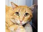 Adopt Ferah a Orange or Red Domestic Shorthair / Mixed cat in SHERIDAN