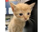 Adopt Miss Muffet a Orange or Red Domestic Shorthair / Mixed cat in Lynchburg