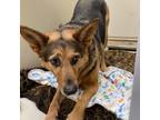 Adopt Sky a Brown/Chocolate German Shepherd Dog / Mixed dog in Westminster