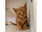 Adopt Tut a Orange or Red Domestic Shorthair / Mixed cat in Gadsden