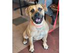 Adopt Brandy a Tan/Yellow/Fawn - with Black American Pit Bull Terrier / Mixed