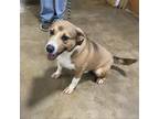 Adopt Timone a Tan/Yellow/Fawn Basset Hound / Mountain Cur / Mixed dog in Cabot
