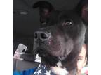 Adopt Scotia a Black Mixed Breed (Medium) / Mixed dog in Staten Island