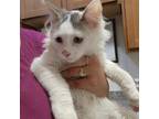 Adopt Snowball a White Domestic Mediumhair / Mixed cat in Casa Grande