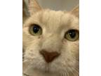 Adopt Pounce a Domestic Shorthair / Mixed (short coat) cat in St.