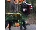 Adopt Rocky a Black Labrador Retriever / Mixed dog in Monroeville, AL (38691618)