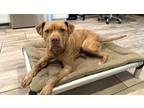 Adopt Zeus a Red/Golden/Orange/Chestnut Pit Bull Terrier / Mixed dog in