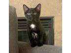 Adopt Zola a All Black Domestic Shorthair / Mixed cat in Wichita, KS (38691470)