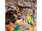 Adopt Kiera a Tan or Fawn Domestic Shorthair / Mixed cat in Wichita