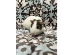 Adopt Orange Cream (Bonded to Nut Whirl) a White Guinea Pig small animal in