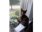 Adopt Cali (Nannette’s kittens) a Calico or Dilute Calico Domestic Shorthair